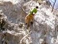 レイラ(5.11d)/二子山・東岳