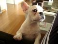 french bulldog puppy funny crying