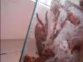 poecilotheria ornata - postawa obronna