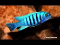 AMAZING PICTURES OF AFRICAN CICHLIDS - HIGH QUALITY