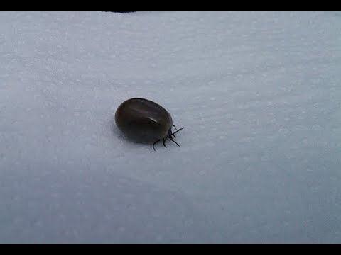 video-linktoworks-EASY AND PAINLESS: How to remove a tick from a cat - YouTube