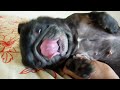 照れる黒パグ