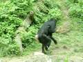 Begging Chimps.MOV