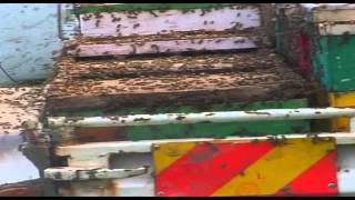 Apiculture