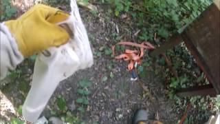 this weekends bee stuff