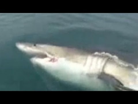 Fishermen - Fishermen off the coast of New Jersey encountered a 16-foot great white shark that swam up to their boat. For more CNN videos, visit our site at http://www.c...