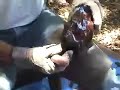 Knapping Stone Tools Knapping Stone Tools