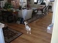 Rocky (cat) chases Nigel (dog) Rocky (cat) chases Nigel (dog)