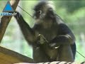 Monkeying Around In The Ramat Gan Safari Park Monkeying Around In The Ramat Gan Safari Park