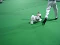 Zoey( BPISS New Ch Creative's So Hot Wonder Girl) in the puppy group