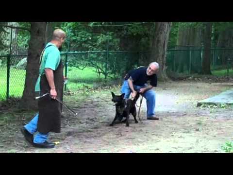 how to train gsd for protection