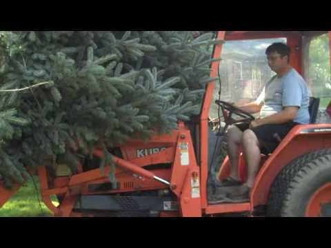 how to transplant blue spruce