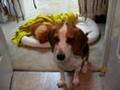 Scrapple-the-Beagle-