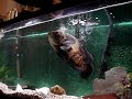 Petting the Crazy Oscars, Fish bites my finger off. Almost
