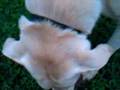 Crazy White Dog in "Shoe" 