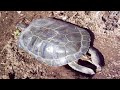 Trachemys Scrypta Elegans puesta de huevo