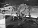 Tribute to Saurolophus