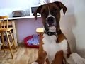 boxer beau prison break