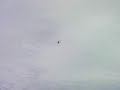 RC Piper Cub floatfly from Gander lake