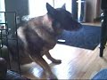 My Dog Rookie