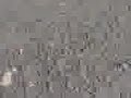 xals fotu xals fotu