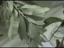 Elaeagnus angustifolia
