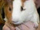so cute guinea pigs watch out!