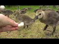 when-goslings-attack-pt-1.html