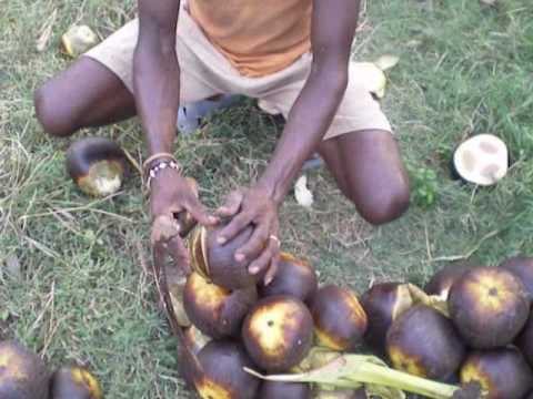 how to harvest a crop from a palm tree