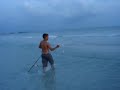 Boy releases baby shark to the Gulf waters.