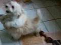 Havanese puppies Orcus, Norik and Vrenia