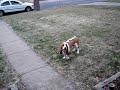 Basset Hound Howl Basset Hound Howl