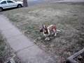 Basset Hound video