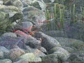 POND CONSTRUCTION ROG