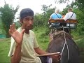 Kanchanaburi elepahnt video