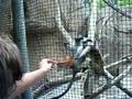 videos de monkeys1.MP4