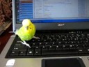 Kareltje op de laptop Kareltje op de laptop