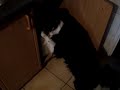 M�j pies wyrzuca ?mieci do kosza