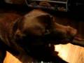 Who Says You Can't Teach an Old Dog New Tricks