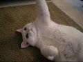 Belka Enjoying Playtime Belka Enjoying Playtime