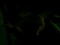 hachich;comment faire un jouan-kif dir jouan hachich;comment faire un jouan-kif dir jouan