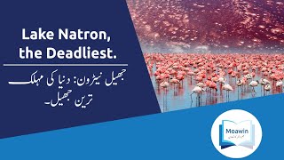 Lake Natron, The Deadliest