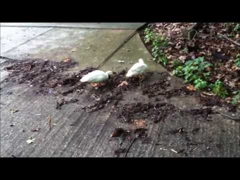 The (Mis)Adventures of Plucky Duck