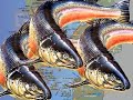 PATAGONIA SALMONERA Parte 2