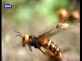 Hornets From Hell - National Geographic