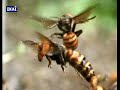 Hornets From Hell - National Geographic Hornets From Hell - National Geographic