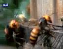 Hornets From Hell - National Geographic