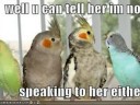 Funny Hamsters,birds,and 2 cats