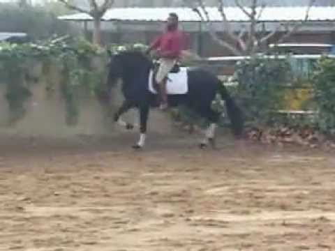 horses grand national