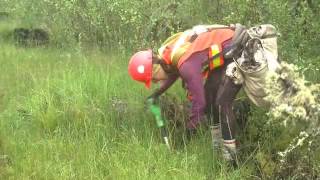 Planting trees to support caribou